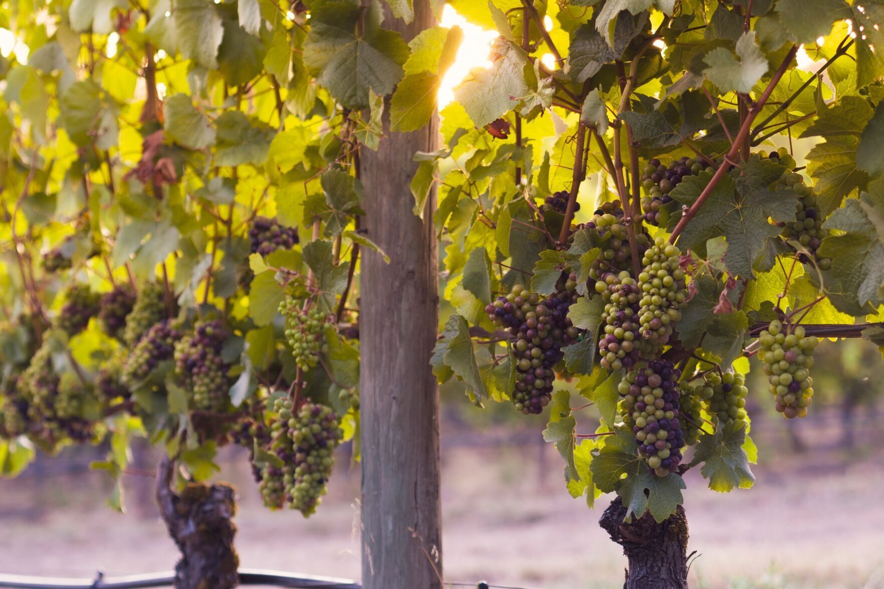 2019 Kirkland Signature "Grave" Pinot Grigio
